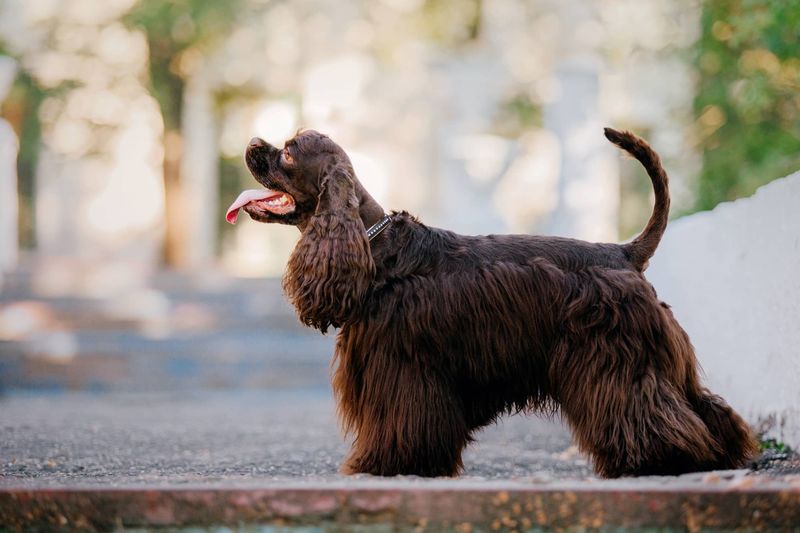 American Cocker Spaniel