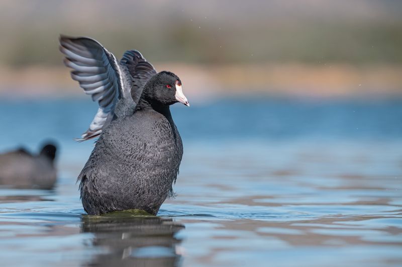 American Coot
