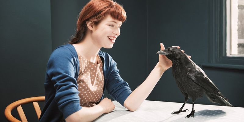 American Crow