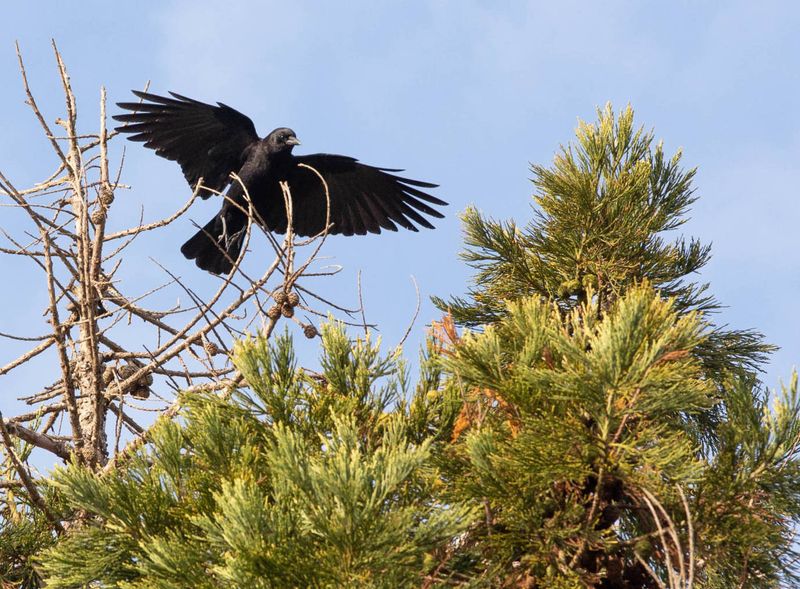American Crow