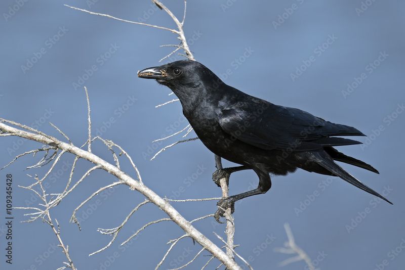 American Crow