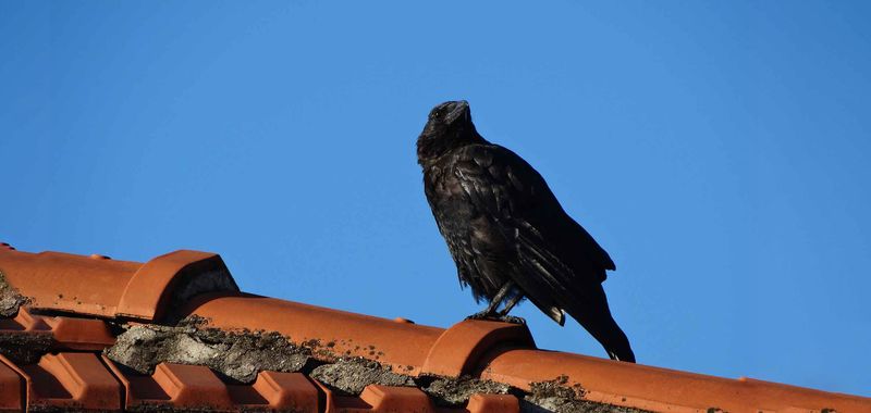 American Crow
