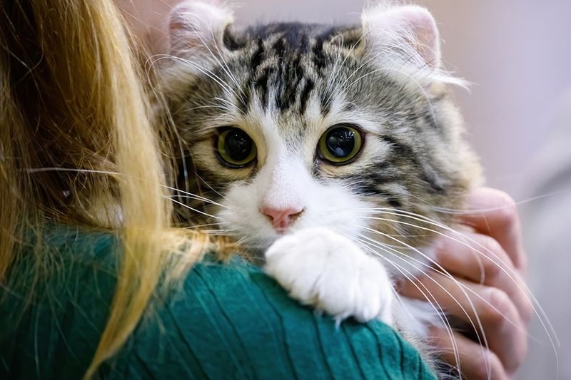 American Curl
