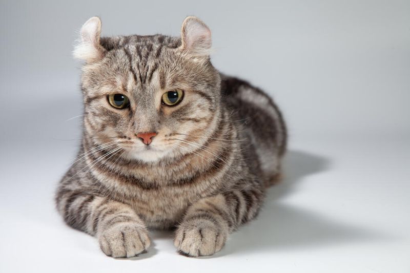 American Curl
