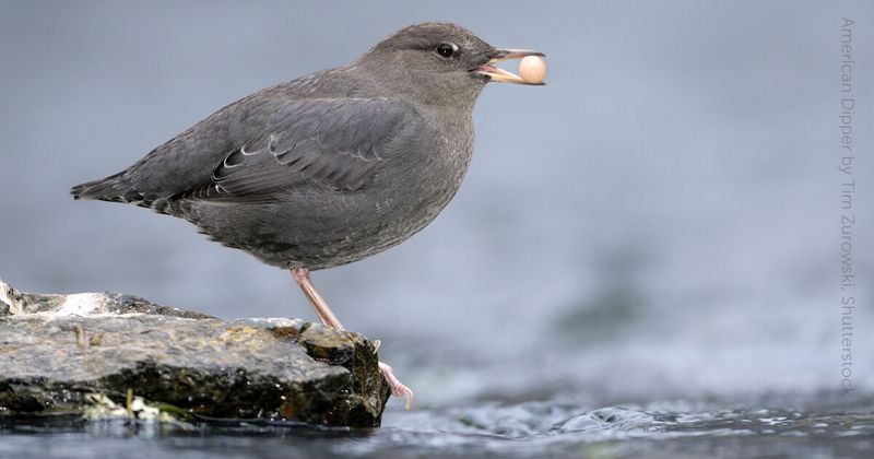 American Dipper