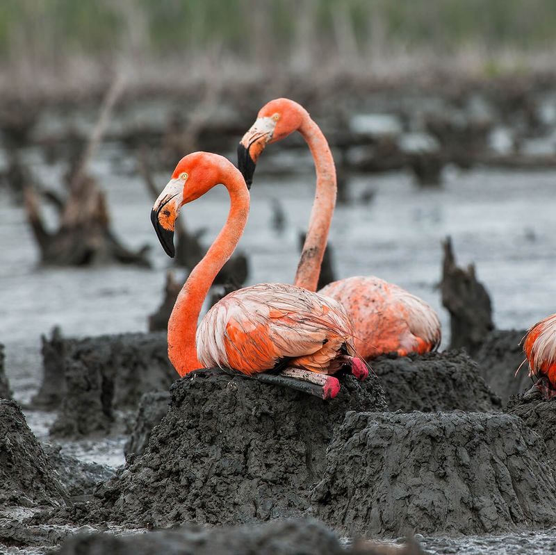 American Flamingo