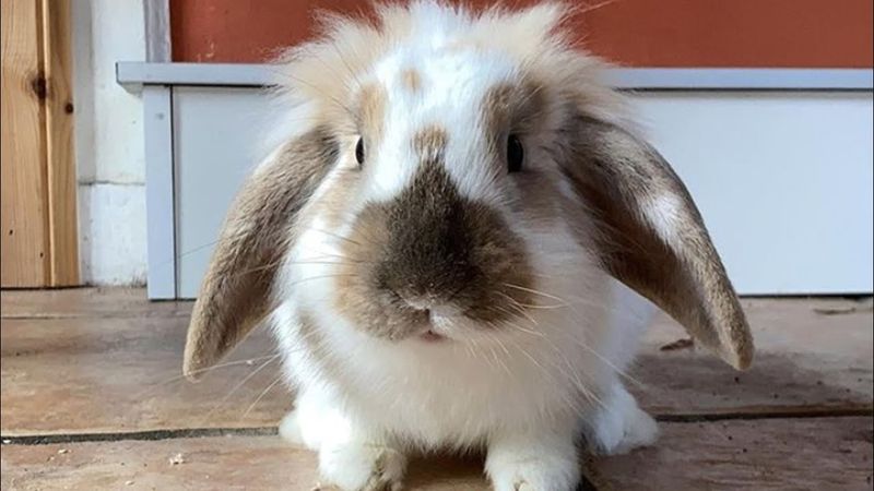 American Fuzzy Lop