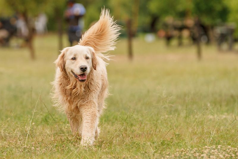 American Golden Retriever's Athleticism