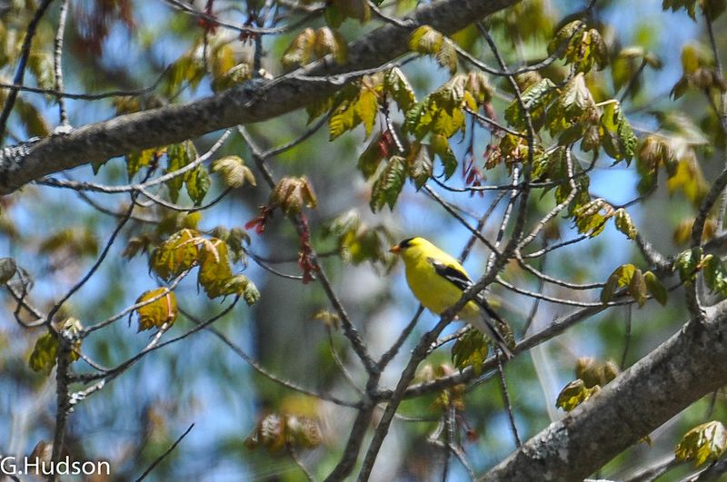 American Goldfinch