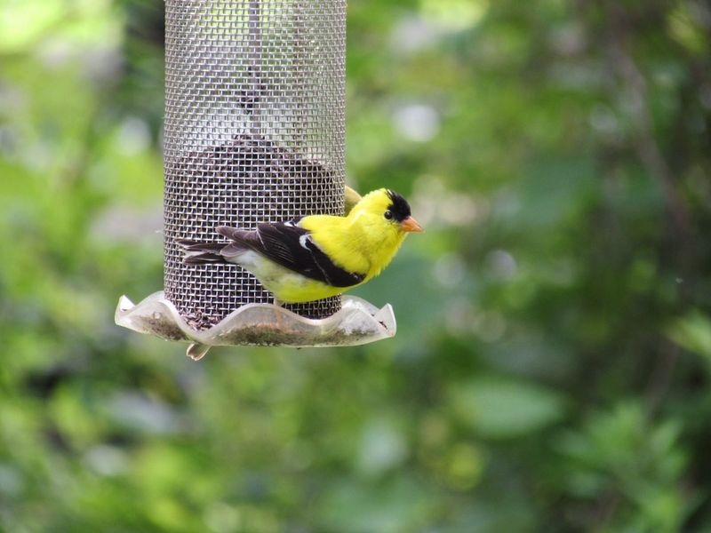 American Goldfinch