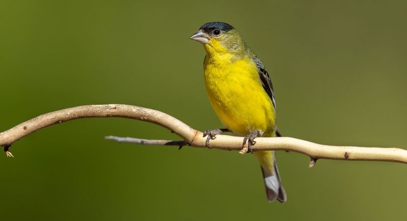 American Goldfinch