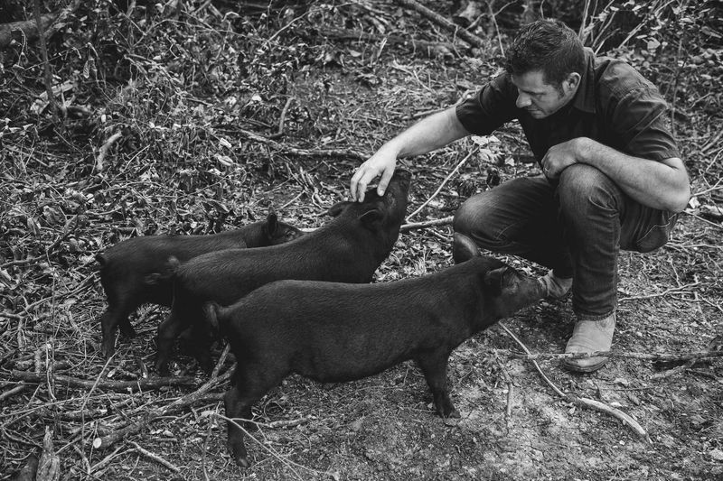American Guinea Hog