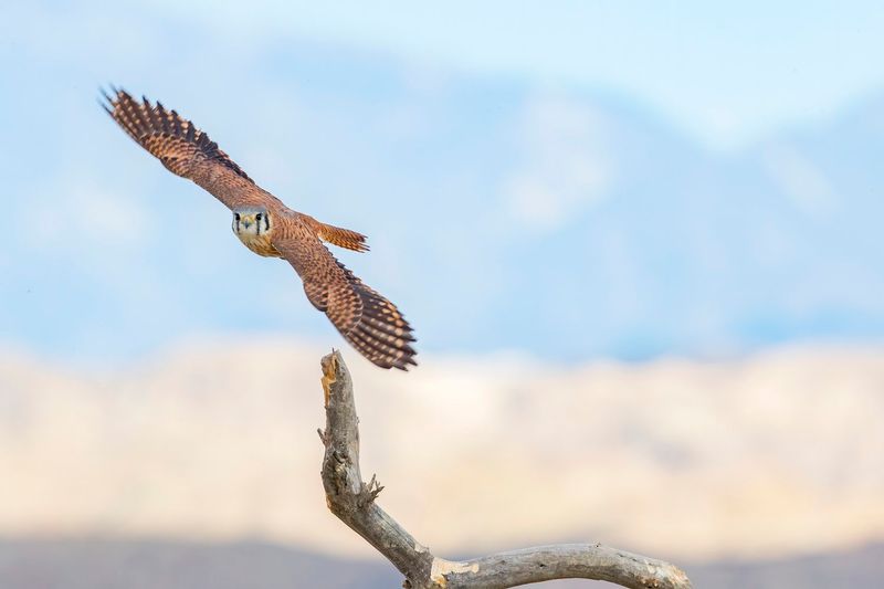 American Kestrel