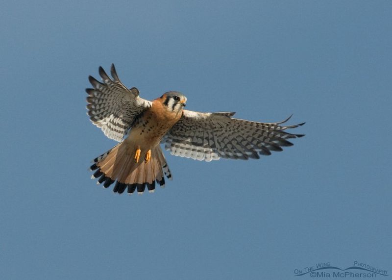 American Kestrel