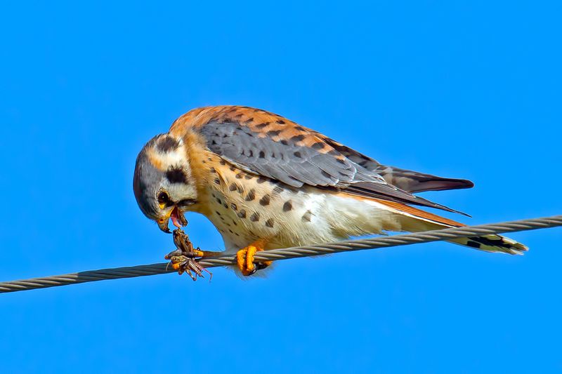 American Kestrel