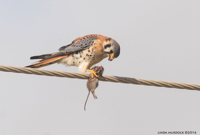 American Kestrel