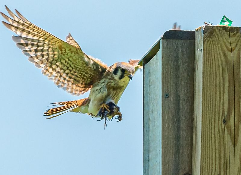 American Kestrel
