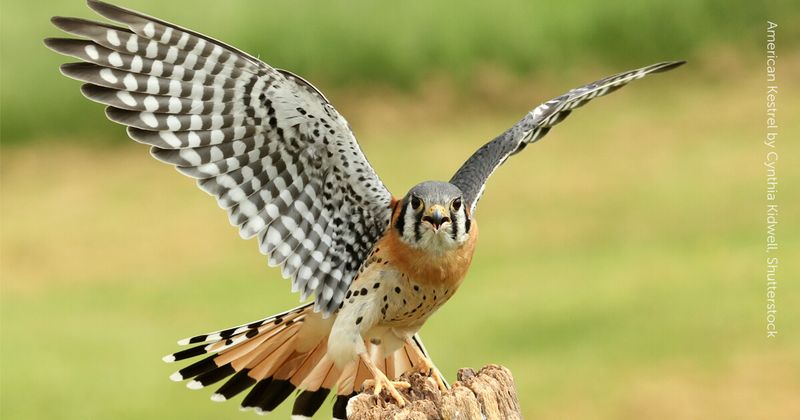 American Kestrel