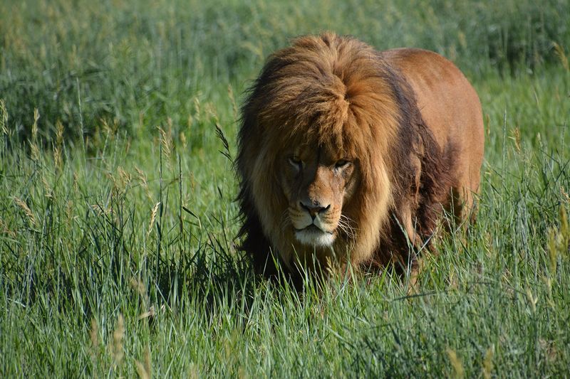 American Lion