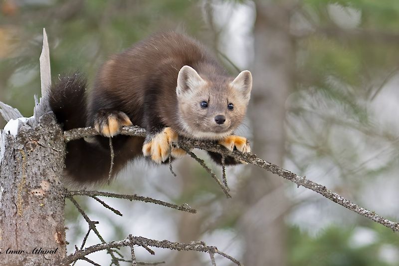 American Marten