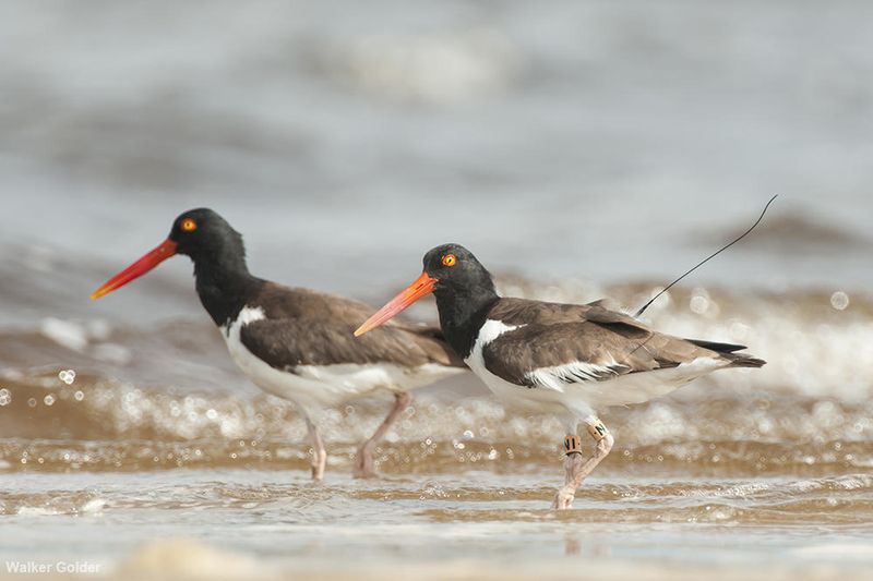 American Oystercatcher