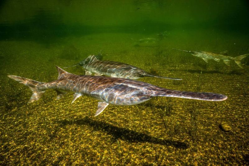 American Paddlefish