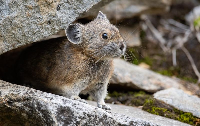 American Pika