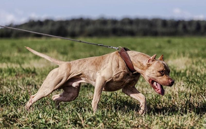 American Pit Bull Terrier