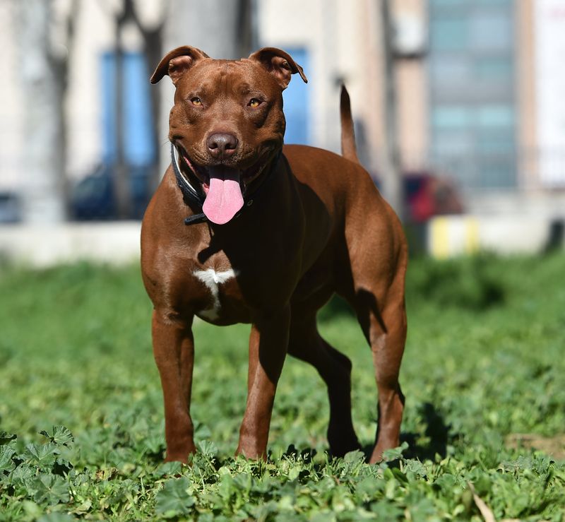 American Pit Bull Terrier