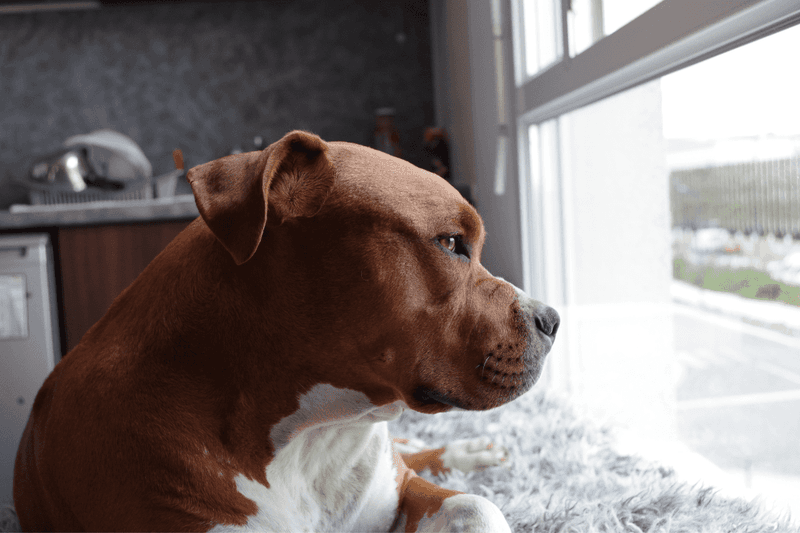 American Pit Bull Terrier