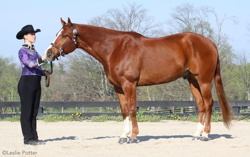 American Quarter Horse