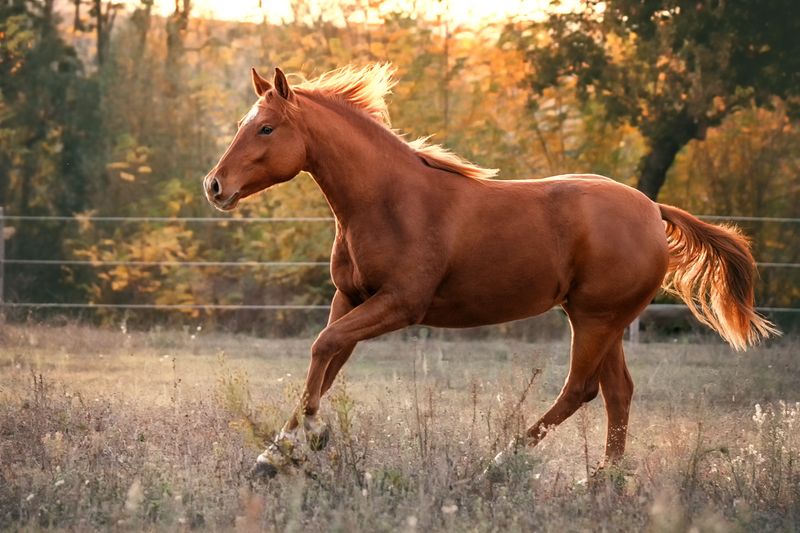 American Quarter Horse
