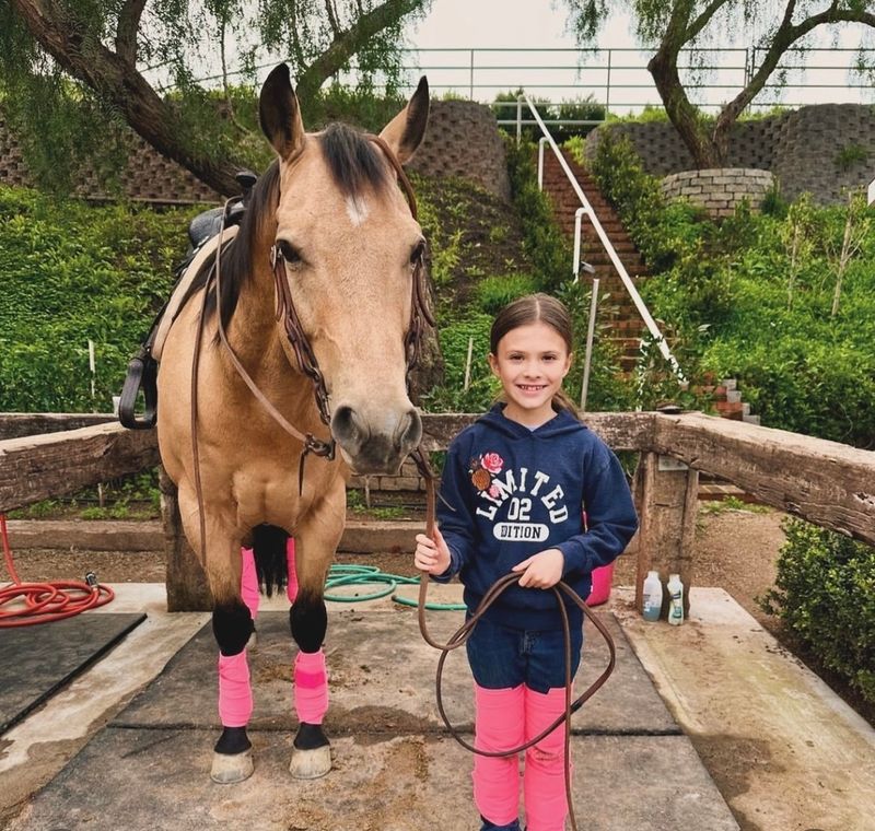 American Quarter Horse