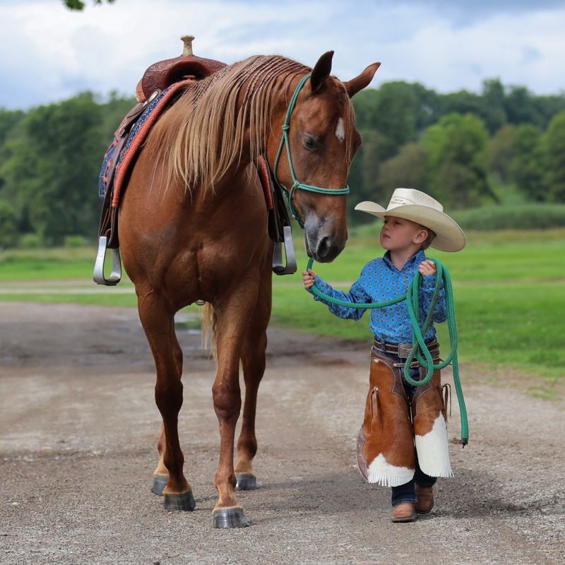 American Quarter Horse