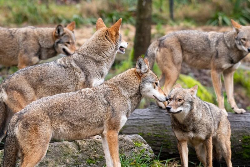 American Red Wolf