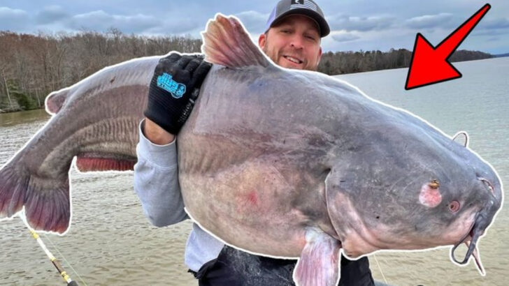 American Rivers Where Monster Catfish Are Still Being Caught Today (With Record Weights)