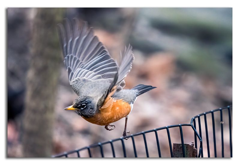 American Robin