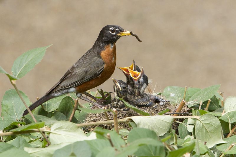 American Robin