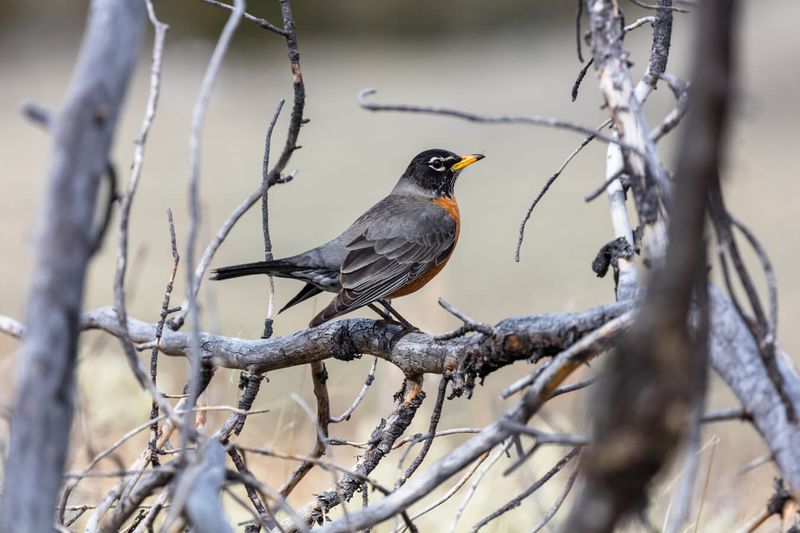 American Robin