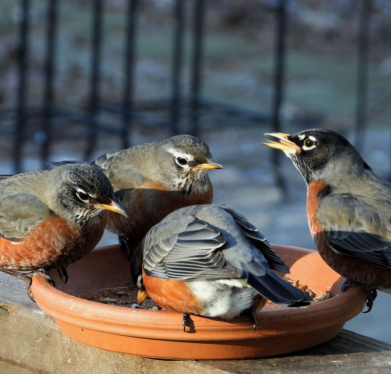 American Robin