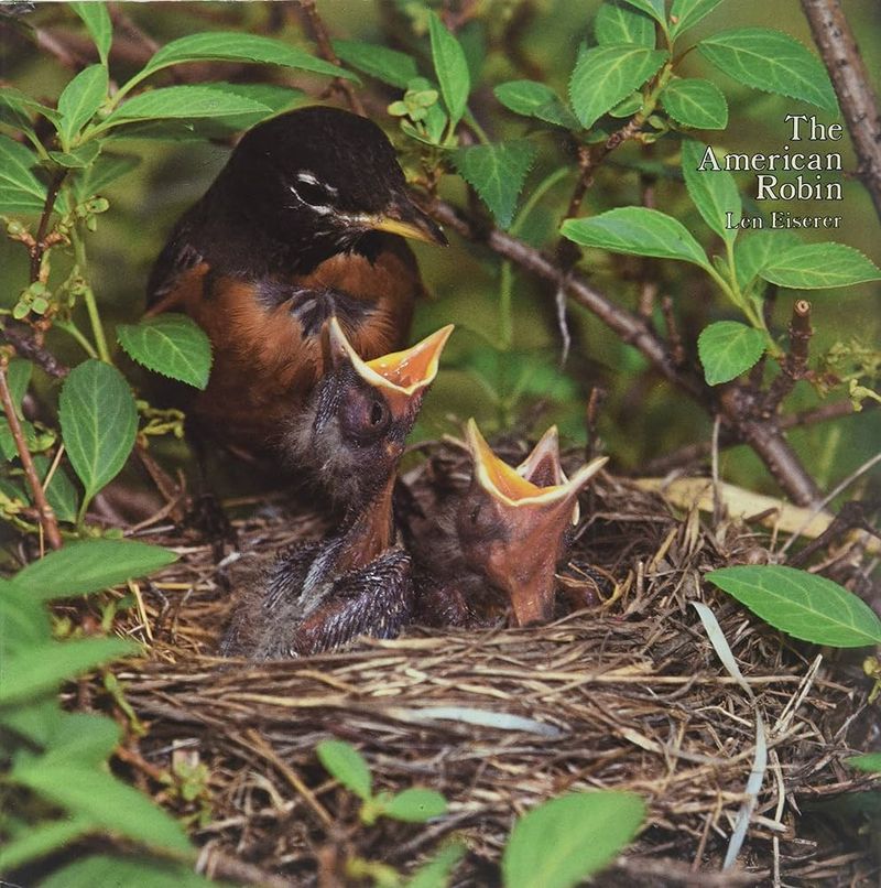 American Robin