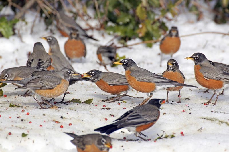 American Robin Migration