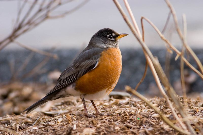 American Robin