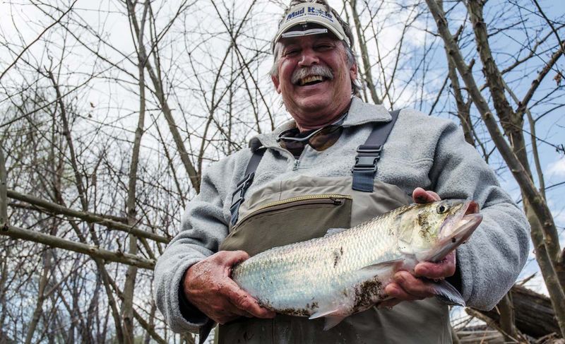 American Shad