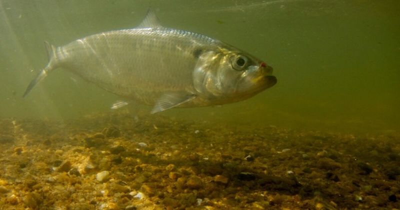American Shad