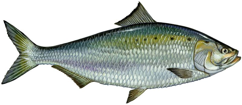 American Shad