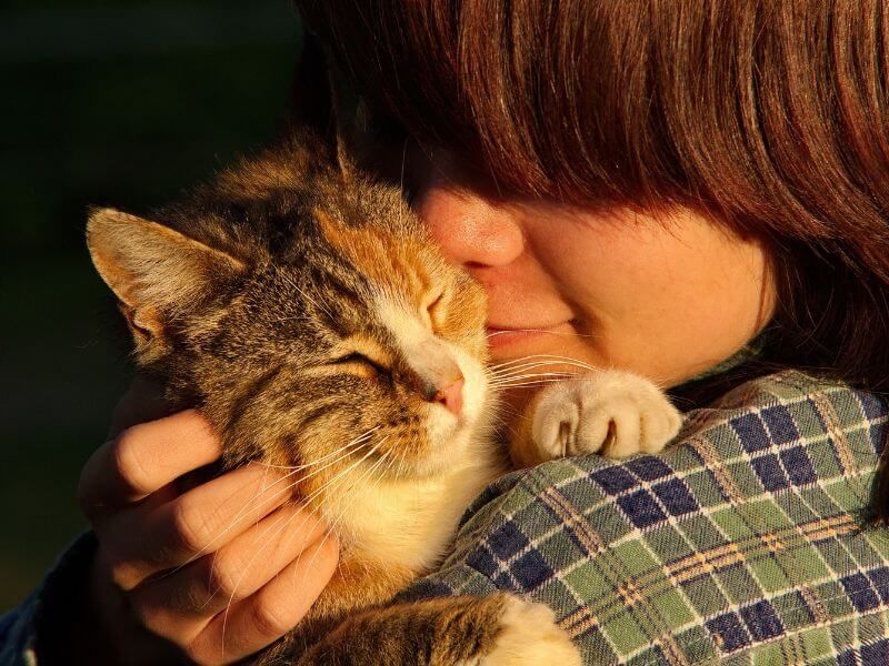 American Shorthair