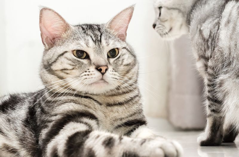 American Shorthair