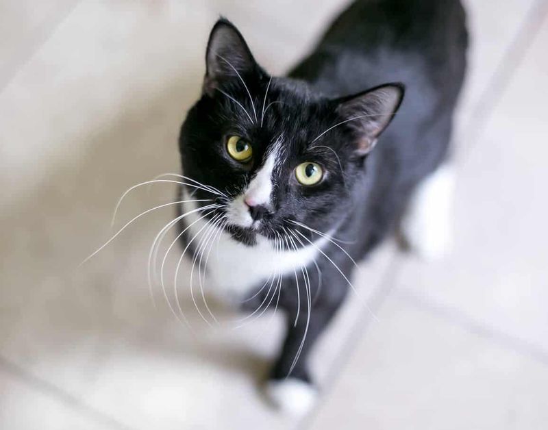 American Shorthair