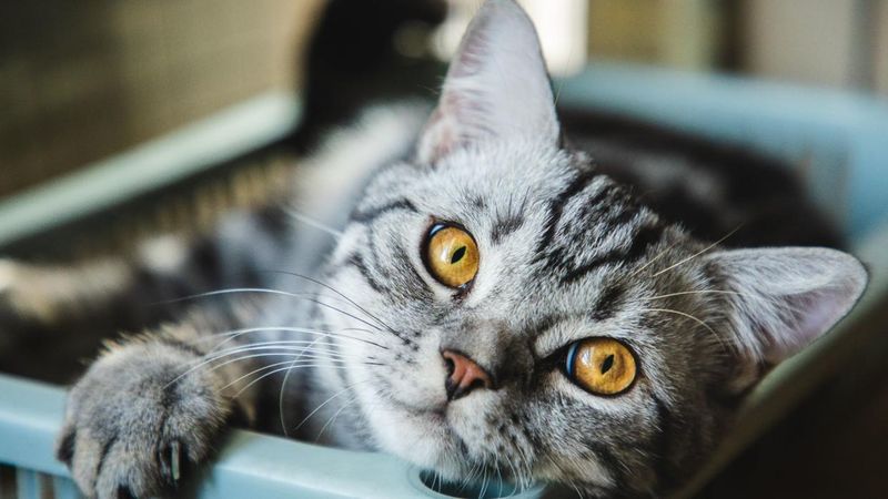 American Shorthair